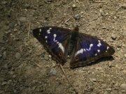 Purple Emperor 2008 - Nigel Agar