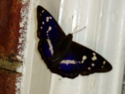 Purple Emperor 2008 - Pat Hayes