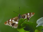 Purple Emperor 2009 - Jan Hein van Steenis