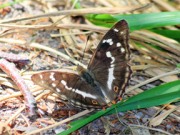 Purple Emperor 2010 - Ian Phillips