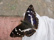 Purple Emperor 2010 - Michael Hammerson