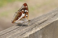 Purple Emperor 2010 - Sandra Standbridge