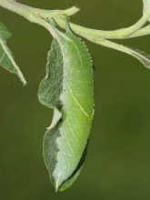 Purple Emperor larvae 2005 - Nick Sampford