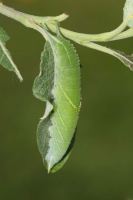 Purple Emperor larvae 2005 - Nick Sampford