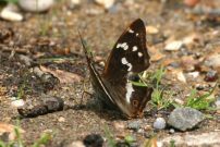 Purple Emperor 2004 - Nick Sampford