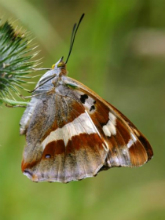 Purple Emperor 2004 - Sandra Standbridge