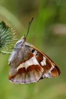 Purple Emperor 2004 - Sandra Standbridge