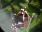 Purple Emperor 2005 - Andrew Middleton