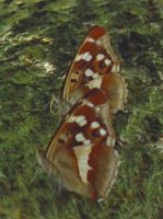 Purple Emperor Females on a sap run 2005 - Barry Palfrey