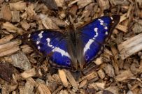 Purple Emperor 2006 - Chris Lloyd