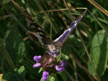 Purple Emperor nectaring on Self Heal 2006 - Sandra Standbridge