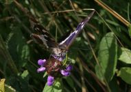 Purple Emperor 2003 - Nick Sampford