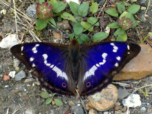 Purple Emperor 2009 - Laurence Drummond