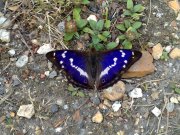 Purple Emperor 2009 - Laurence Drummond