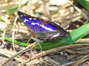 Purple Emperor 2010 - Ian Phillips