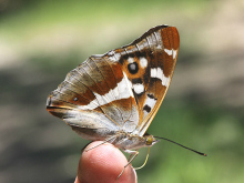 Purple Emperor 2010 - Sandra Standbridge