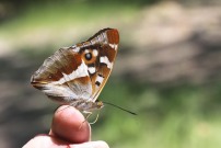 Purple Emperor 2010 - Sandra Standbridge