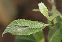 Purple Emperor larvae 2005 - Nick Sampford