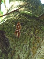 Purple Emperor Females on a sap run 2005 - Barry Palfrey