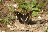 Purple Emperor 2003 - Nick Sampford