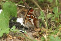 Purple Emperor 2003 - Nick Sampford