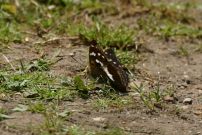 Purple Emperor 2003 - Nick Sampford