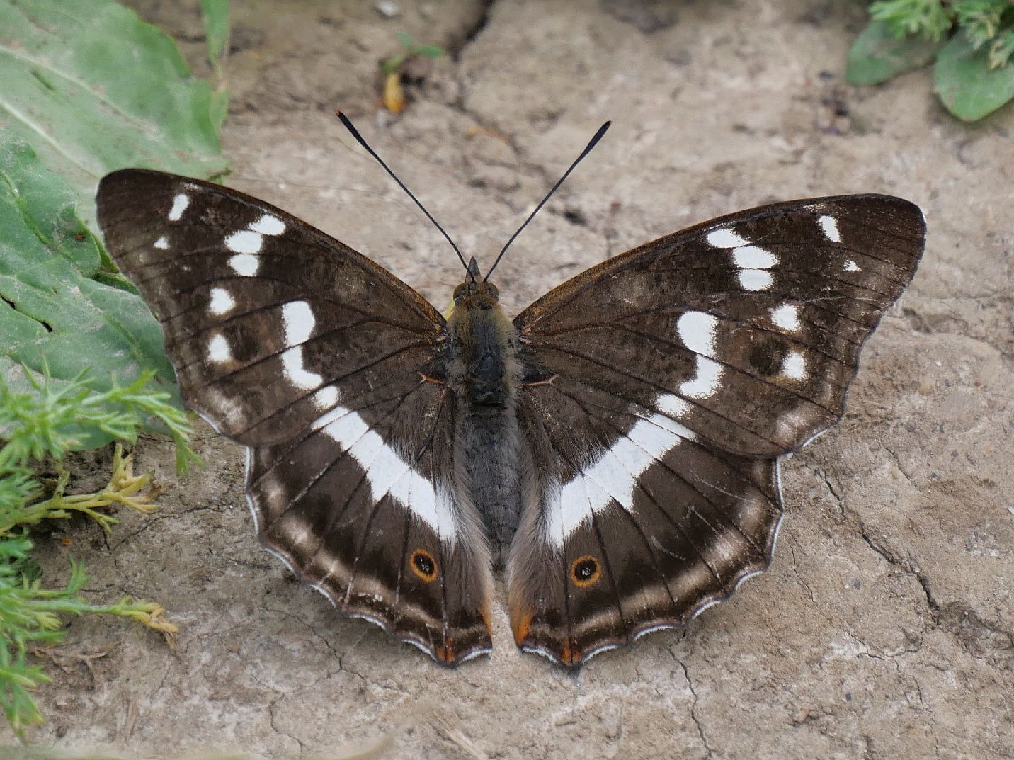 Purple Emperor (f) Heartwood Forest 28 Jun 2022