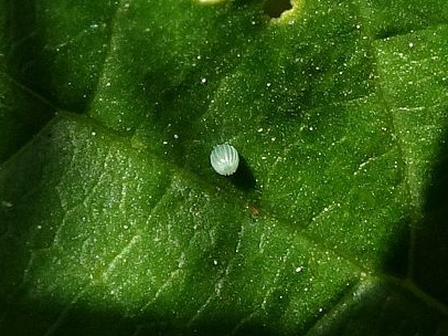 Painted Lady egg 01Sep19 - Dave Miller