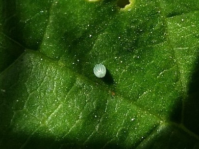 Painted Lady egg 01Sep19 - Dave Miller