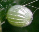 Painted Lady Egg 2003 - Helen Bantock