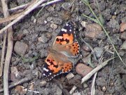 Painted Lady 2002 - Liz Goodyear