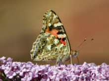 Painted Lady 2002 - Nick Sampford