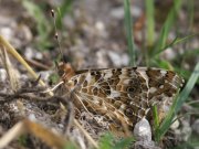 Painted Lady 2003 - Allen Beechey