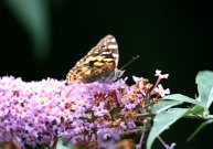 Painted Lady 2005 - Malcolm Newland