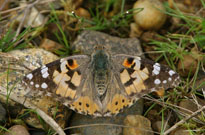 Painted Lady 2006 - Sandra Standbridge