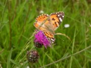 Painted Lady 2007 - David Gompertz