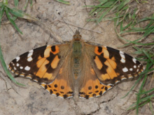 Painted Lady (f) 2007 - Graham Elcombe