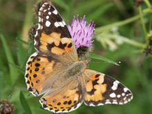 Painted Lady 2003 - Allan Beechey