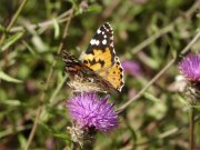 Painted Lady 2003 - Bob Clift