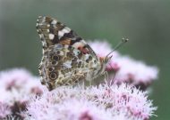 Painted Lady 2003 - Clive Burrows