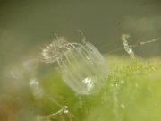 Painted Lady empty egg case 17.05.03 - Andrew Middleton