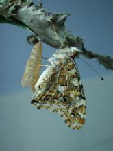 Painted Lady emerged 2003- Andrew Middleton