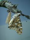 Painted Lady emerged 18.06.03 - Andrew Middleton