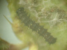 Painted Lady larva 2003 - Andrew Middleton