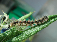 Painted Lady larva 2003 - Andrew Middleton