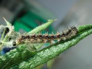 Painted Lady larva 04.06.03 - Andrew Middleton