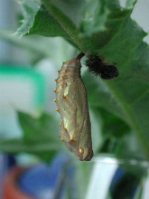 Painted Lady pupa 2003 - Andrew Middleton