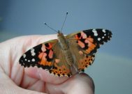 Painted Lady upperside 18.6.03 - Andrew Middleton