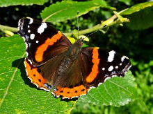 Red Admiral (m) 2016 - Dave Miller