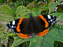 Red Admiral 2017 - Dave Miller